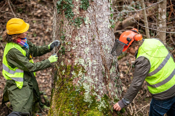 Best Arborist Consultation Services  in Hubbard, TX